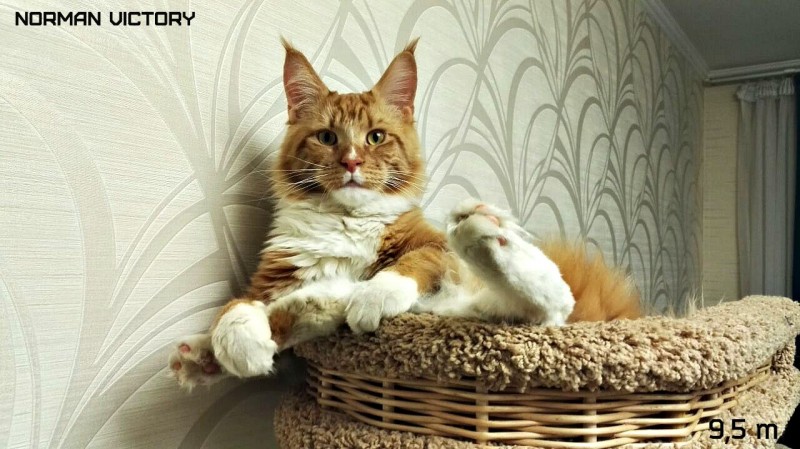 NORMAN VICTORY, 9,5 месяцев