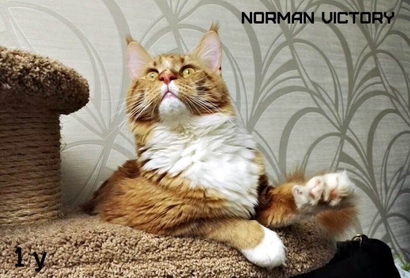 NORMAN VICTORY, 12 месяцев