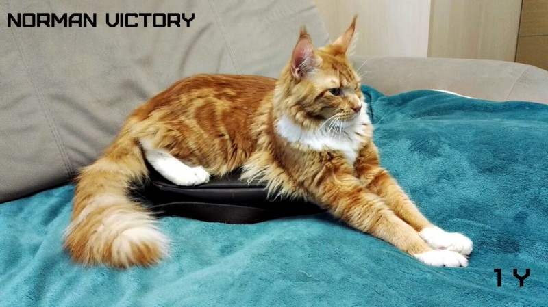 NORMAN VICTORY, 12 месяцев