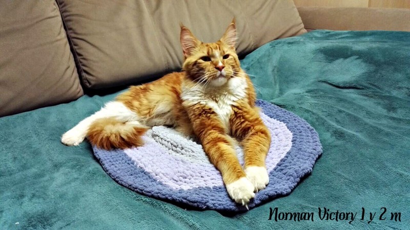 NORMAN VICTORY, 1 год 2 месяца