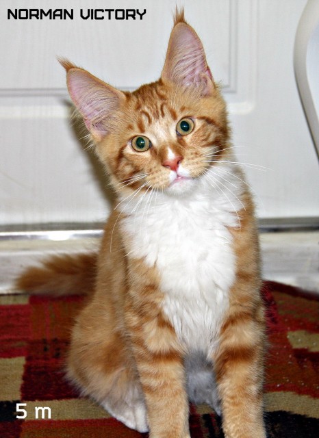 NORMAN VICTORY, 5 месяцев