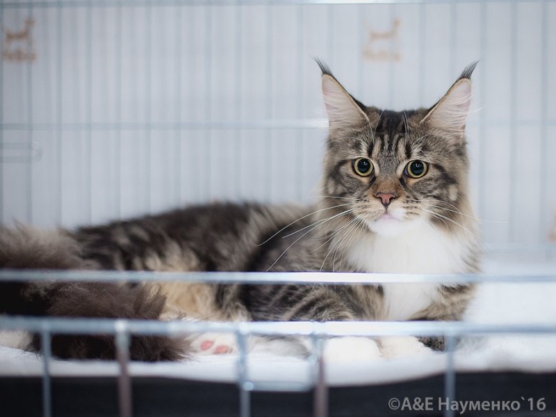 Bonita Victory, 1-2 мая 2016 "Мир, кот, май"