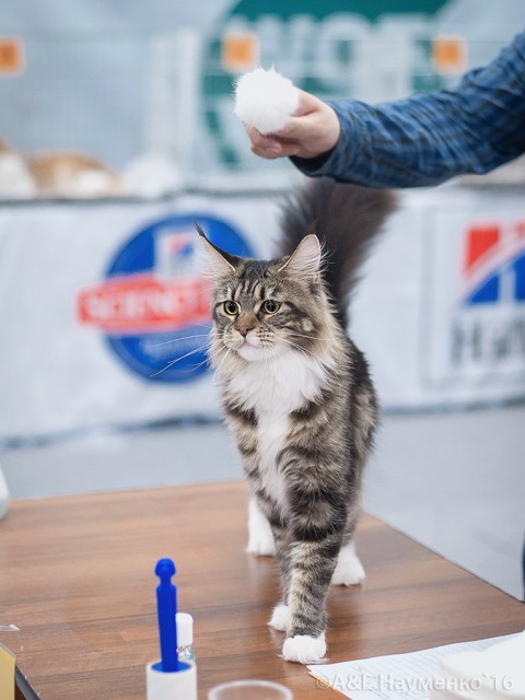 Bonita Victory, 1-2 мая 2016 "Мир, кот, май"