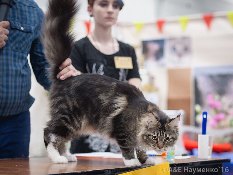 Bonita Victory, 1-2 мая 2016 "Мир, кот, май"