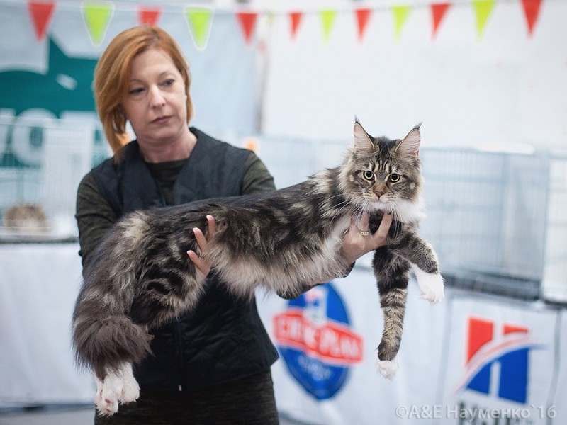 Bonita Victory, 1-2 мая 2016 "Мир, кот, май"