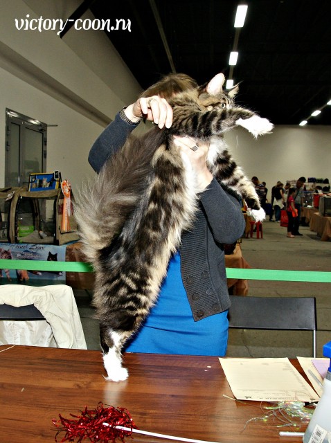 Bonita Victory, 1-2 мая 2016 "Мир, кот, май"