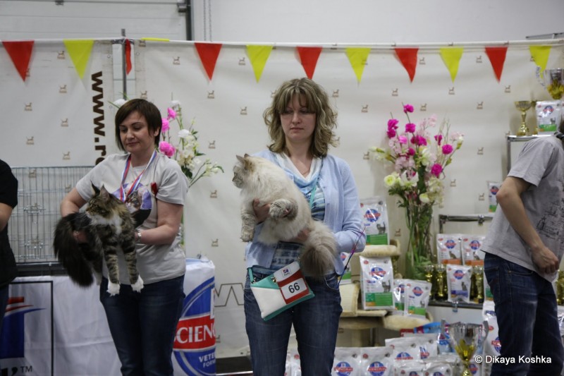 Bonita Victory, 1-2 мая 2016 "Мир, кот, май"