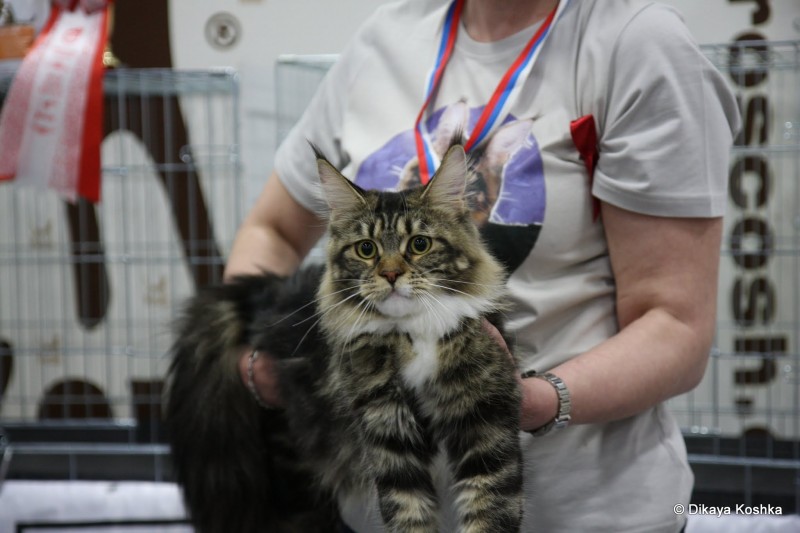 Bonita Victory, 1-2 мая 2016 "Мир, кот, май"