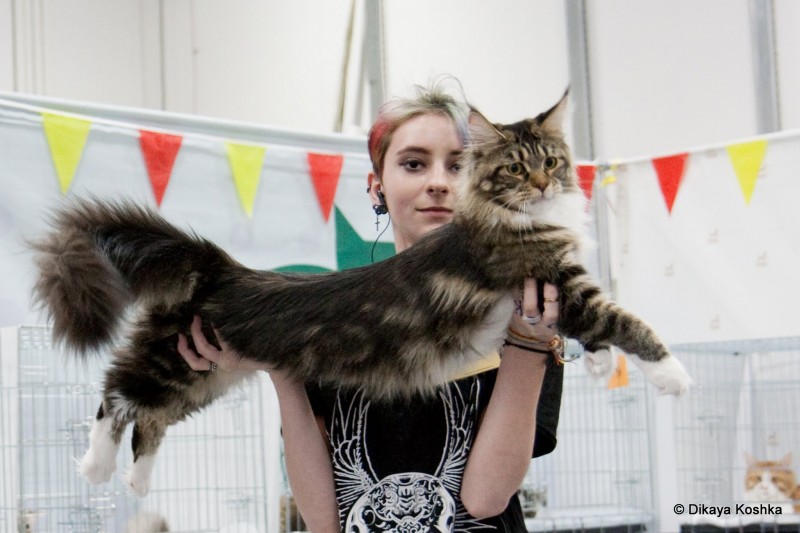 Bonita Victory, 1-2 мая 2016 "Мир, кот, май"