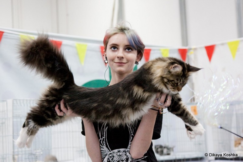 Bonita Victory, 1-2 мая 2016 "Мир, кот, май"