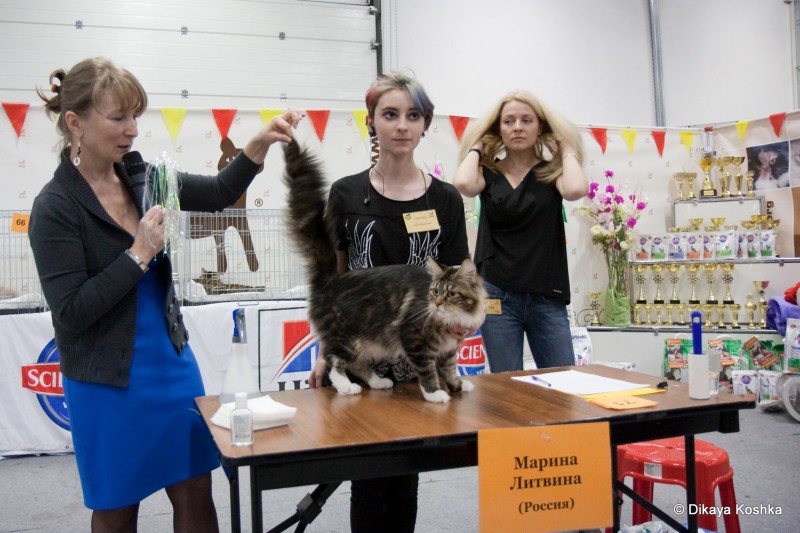 Bonita Victory, 1-2 мая 2016 "Мир, кот, май"