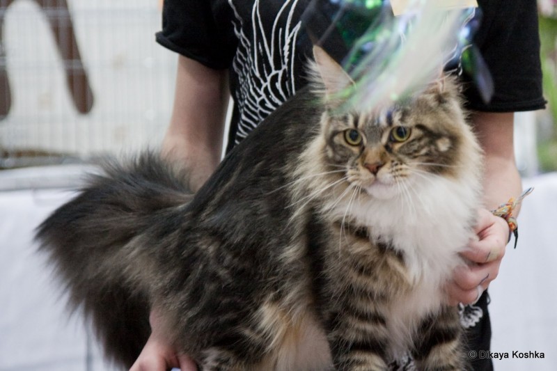 Bonita Victory, 1-2 мая 2016 "Мир, кот, май"