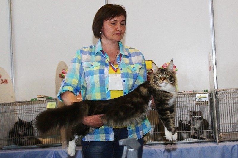 Bonita Victory, 7-9 мая 2016 "Лучший весенний кот - 2016"