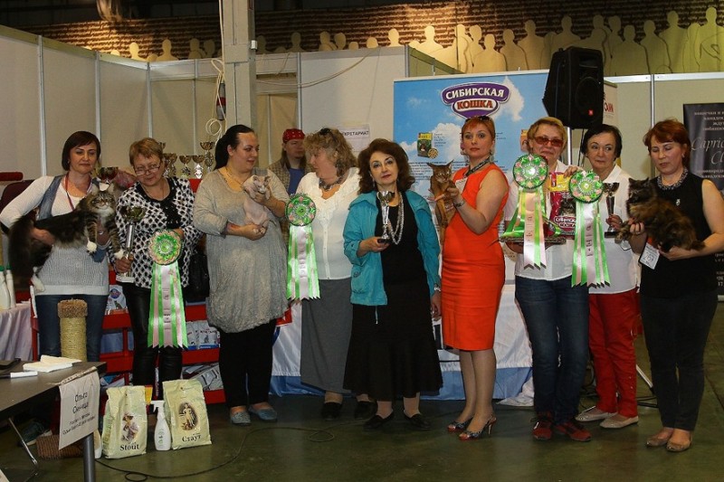 Bonita Victory, 7-9 мая 2016 "Лучший весенний кот - 2016"