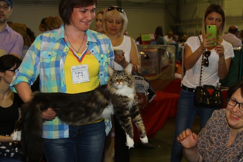 Bonita Victory, 7-9 мая 2016 "Лучший весенний кот - 2016"