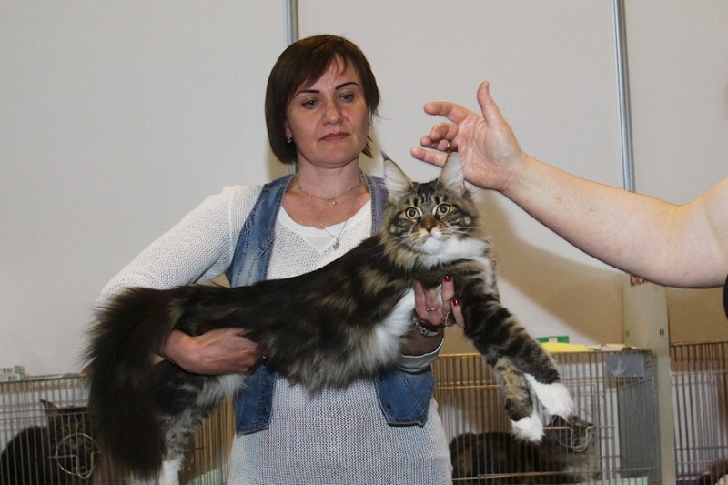 Bonita Victory, 7-9 мая 2016 "Лучший весенний кот - 2016"