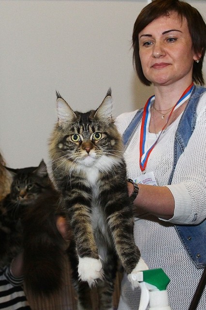 Bonita Victory, 7-9 мая 2016 "Лучший весенний кот - 2016"