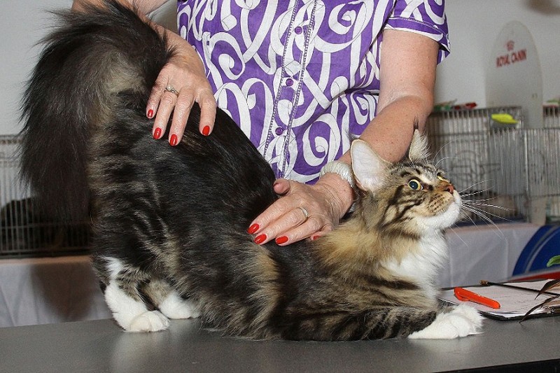 Bonita Victory, 7-9 мая 2016 "Лучший весенний кот - 2016"