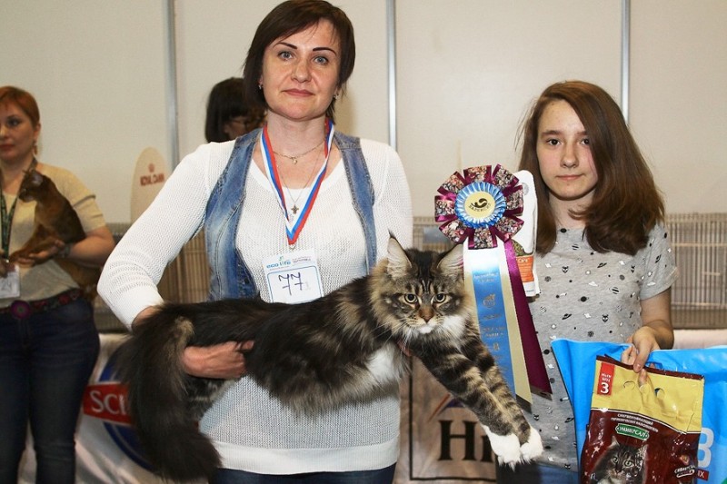 Bonita Victory, 7-9 мая 2016 "Лучший весенний кот - 2016"