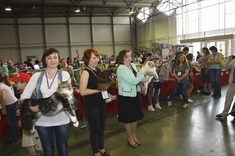 Bonita Victory, 7-9 мая 2016 "Лучший весенний кот - 2016"