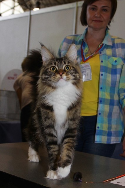 Bonita Victory, 7-9 мая 2016 "Лучший весенний кот - 2016"