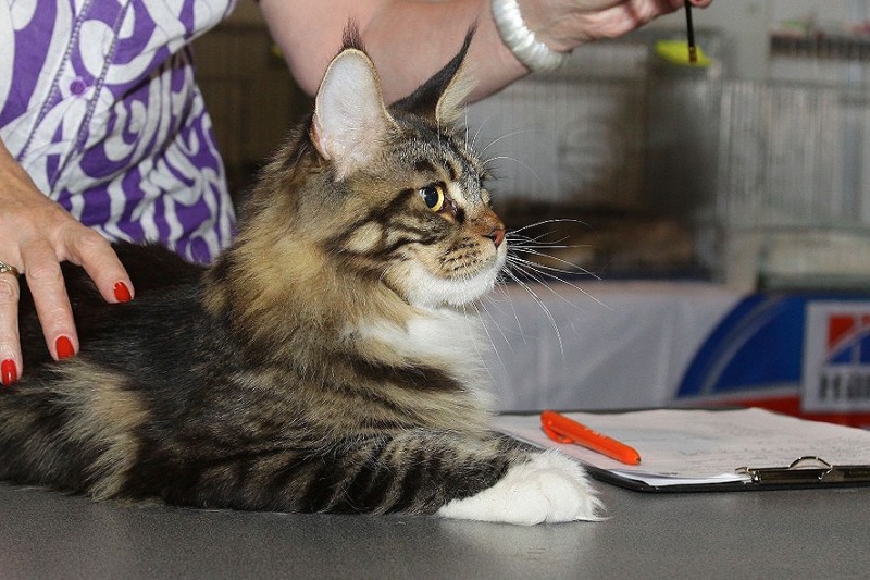 Bonita Victory, 7-9 мая 2016 "Лучший весенний кот - 2016"