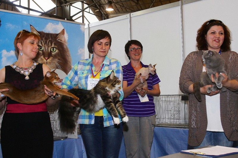 Bonita Victory, 7-9 мая 2016 "Лучший весенний кот - 2016"