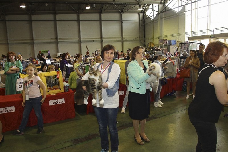 Bonita Victory, 7-9 мая 2016 "Лучший весенний кот - 2016"