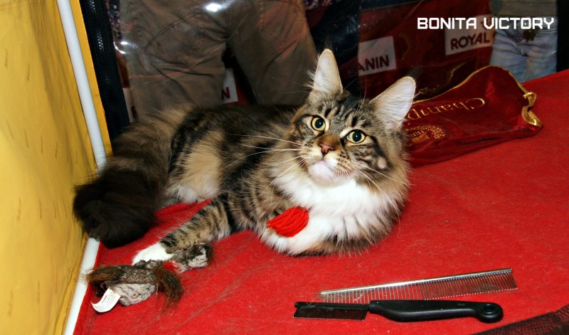 Bonita Victory, 7-9 мая 2016 "Лучший весенний кот - 2016"
