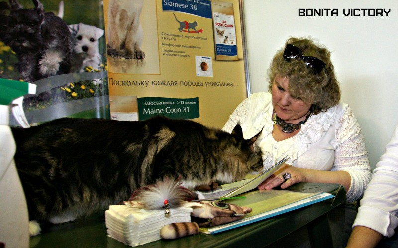 Bonita Victory, 7-9 мая 2016 "Лучший весенний кот - 2016"