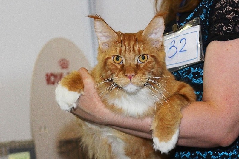 Barney Victory, 7-9 мая 2016 "Лучший весенний кот - 2016"