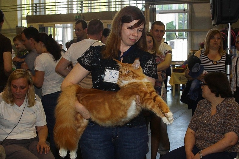 Barney Victory, 7-9 мая 2016 "Лучший весенний кот - 2016"