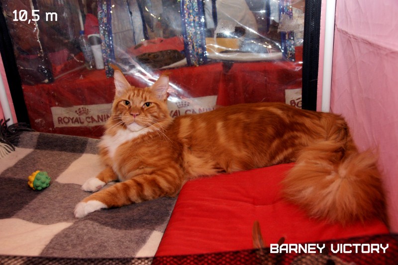 Barney Victory, 7-9 мая 2016 "Лучший весенний кот - 2016"