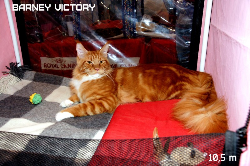 Barney Victory, 7-9 мая 2016 "Лучший весенний кот - 2016"