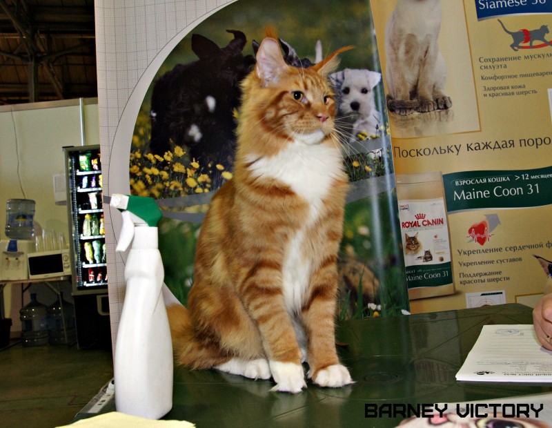 Barney Victory, 7-9 мая 2016 "Лучший весенний кот - 2016"
