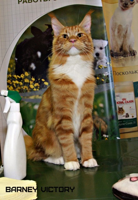 Barney Victory, 7-9 мая 2016 "Лучший весенний кот - 2016"