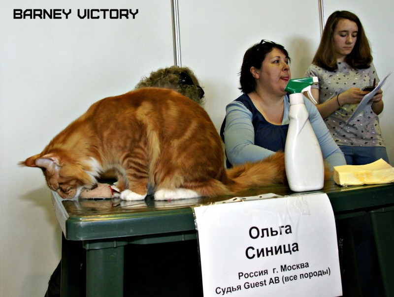 Barney Victory, 7-9 мая 2016 "Лучший весенний кот - 2016"