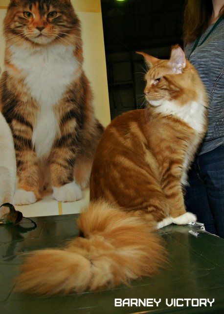 Barney Victory, 7-9 мая 2016 "Лучший весенний кот - 2016"