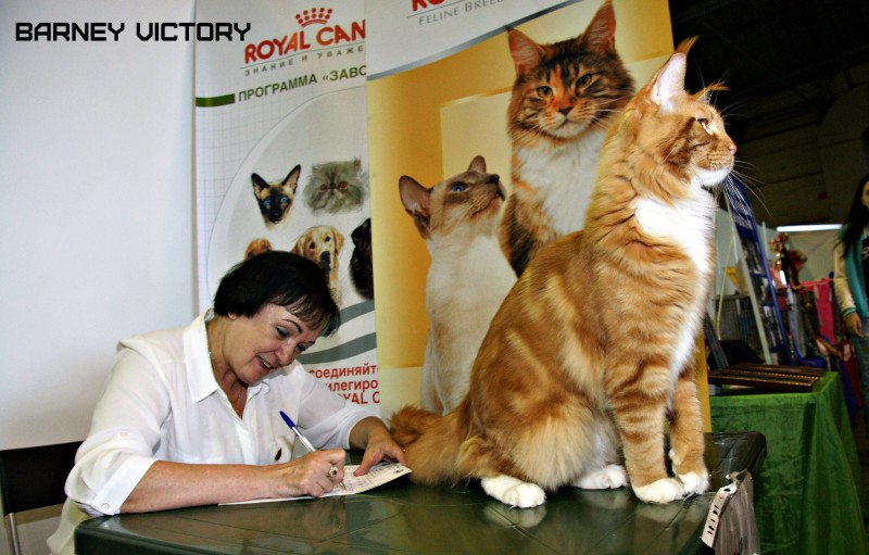 Barney Victory, 7-9 мая 2016 "Лучший весенний кот - 2016"