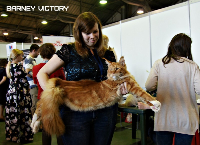 Barney Victory, 7-9 мая 2016 "Лучший весенний кот - 2016"