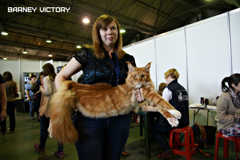 Barney Victory, 7-9 мая 2016 "Лучший весенний кот - 2016"