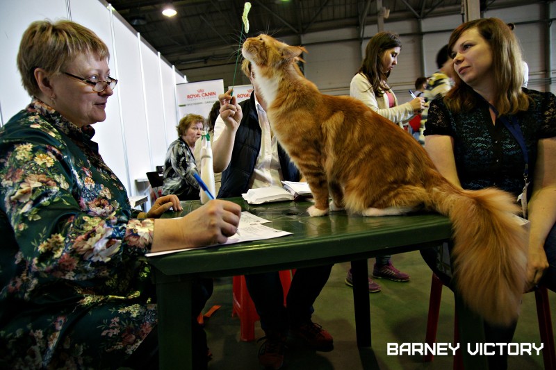 Barney Victory, 7-9 мая 2016 "Лучший весенний кот - 2016"