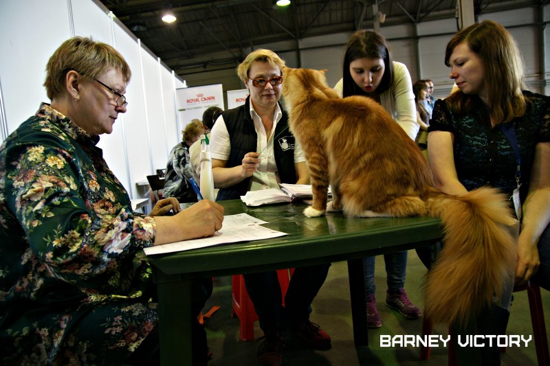 Barney Victory, 7-9 мая 2016 "Лучший весенний кот - 2016"