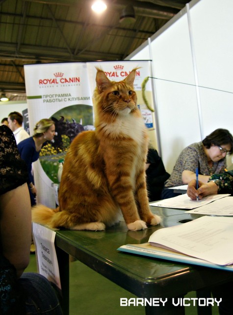 Barney Victory, 7-9 мая 2016 "Лучший весенний кот - 2016"
