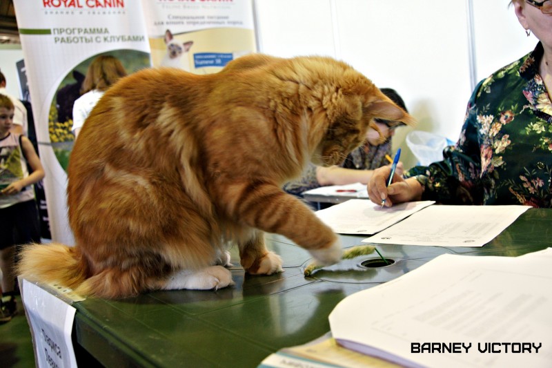 Barney Victory, 7-9 мая 2016 "Лучший весенний кот - 2016"