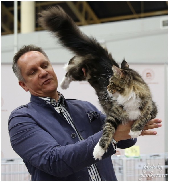 Bonita Victory, 28-29 мая 2016, Бомонд кошек - 2016