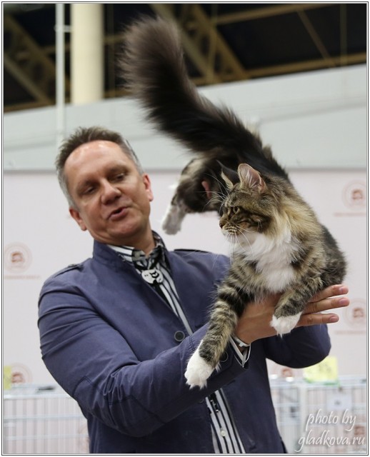 Bonita Victory, 28-29 мая 2016, Бомонд кошек - 2016