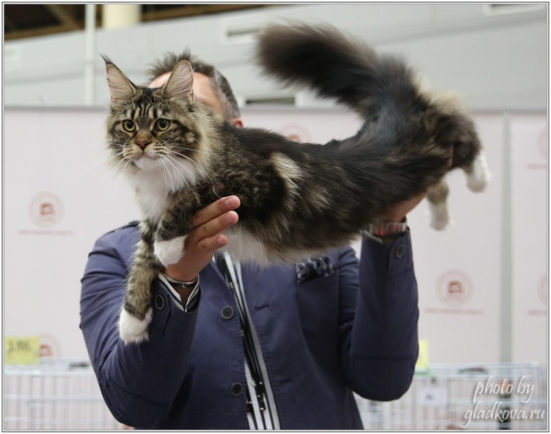 Bonita Victory, 28-29 мая 2016, Бомонд кошек - 2016