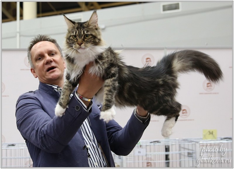 Bonita Victory, 28-29 мая 2016, Бомонд кошек - 2016