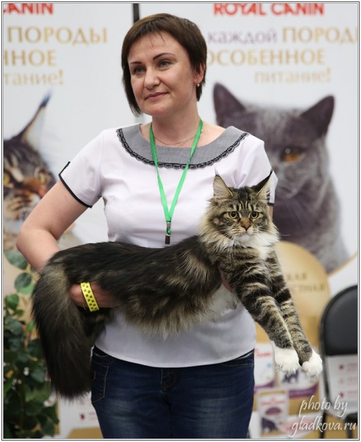 Bonita Victory, 28-29 мая 2016, Бомонд кошек - 2016